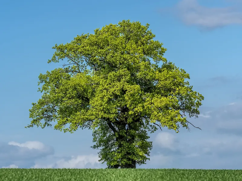 Einzelne Eiche mit frisch ausgetriebenem Laub auf einem Feld unter blauem Himmel mit Wolken.